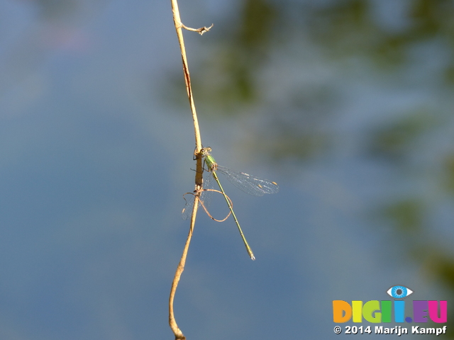 FZ008158 Dragonfly on twig